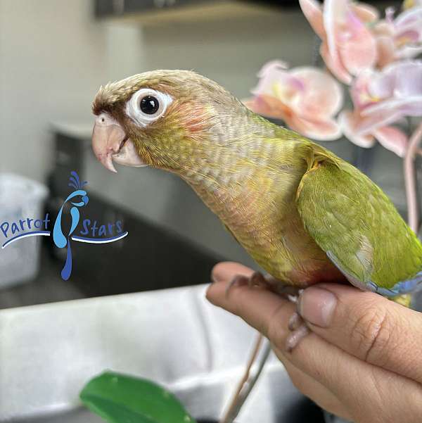 green-cheek-conure-for-sale