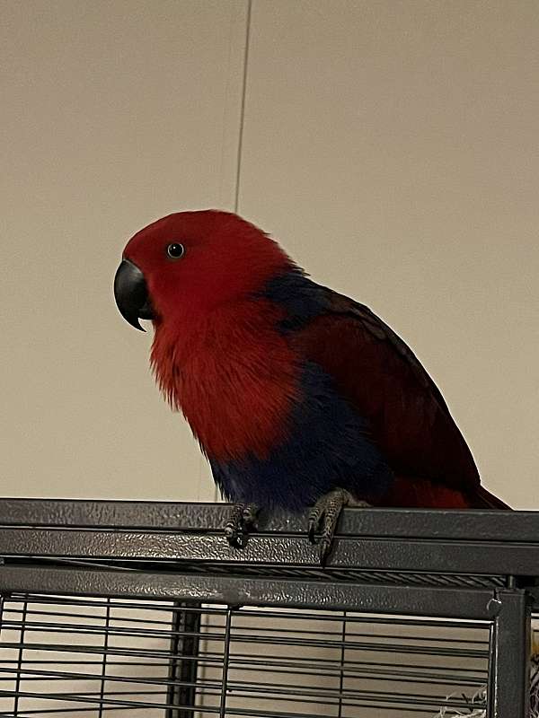 eclectus-parrots-for-sale-in-alvarado-tx