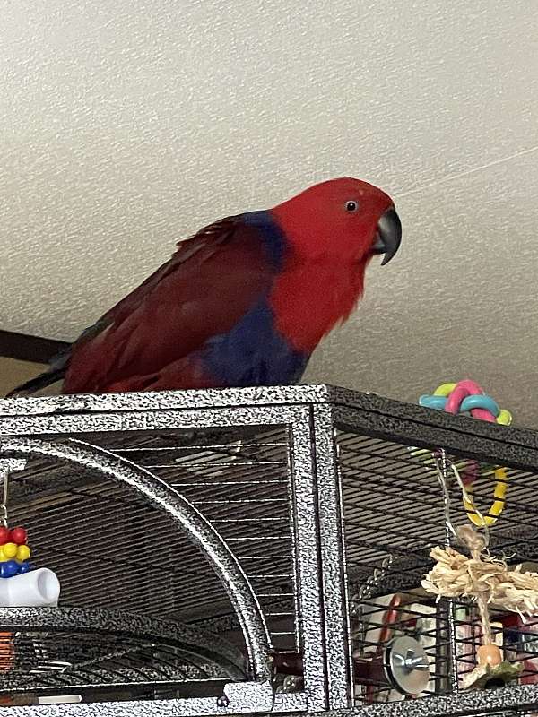 eclectus-parrots-for-sale