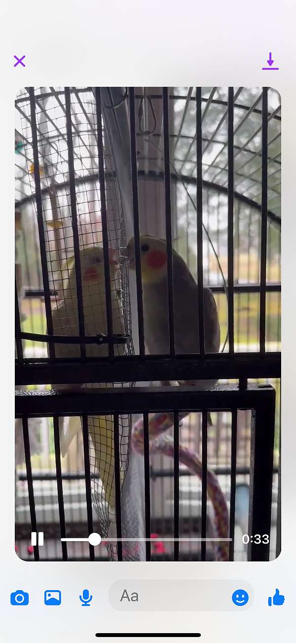 cockatiel-for-sale