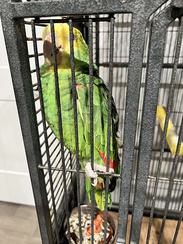 double-yellow-head-amazon-parrot-for-sale