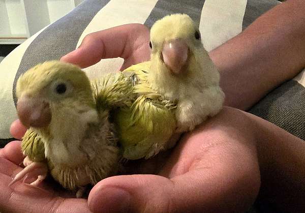 quaker-parrots-for-sale-in-monroe-oh