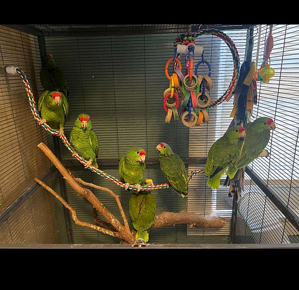 amazon-parrot-for-sale-in-glendale-ca