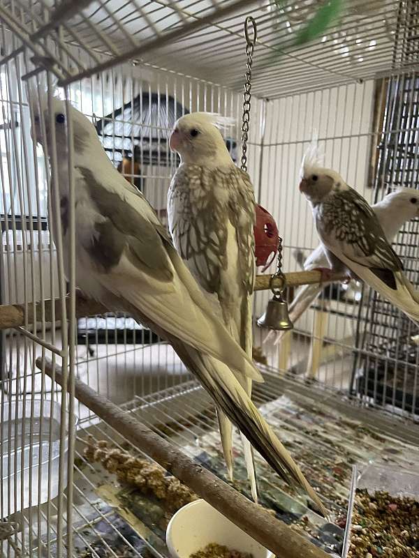 cockatiel-for-sale