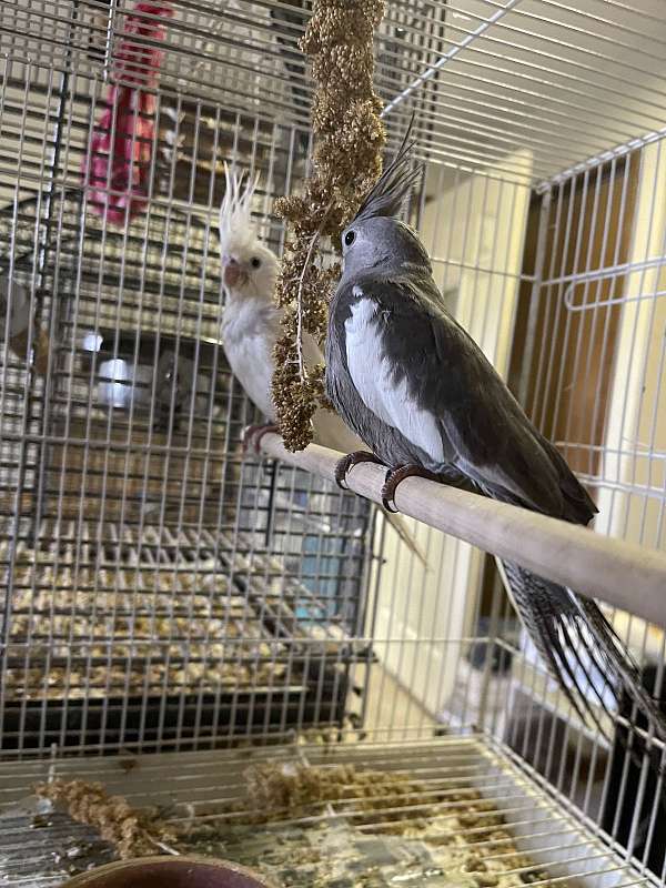 cockatiel-for-sale