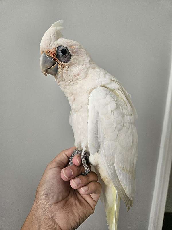 bare-eye-cockatoo-for-sale-in-monetta-sc