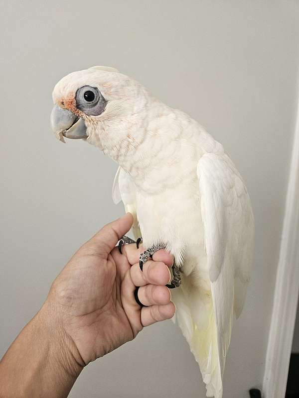 pet-bird-for-sale-in-monetta-sc