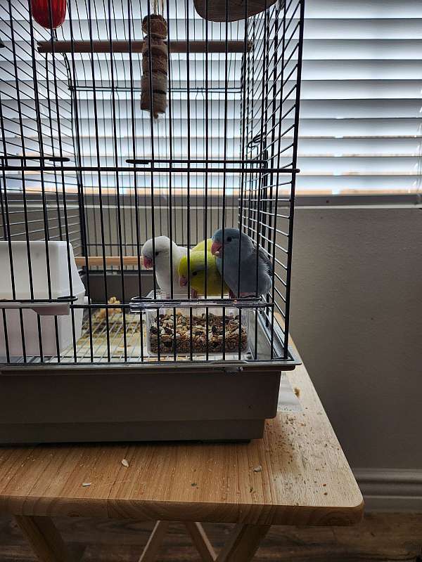 parrotlet-for-sale