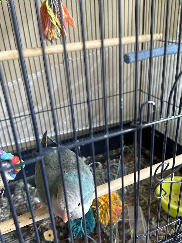 quaker-parrots-for-sale-in-billings-mt