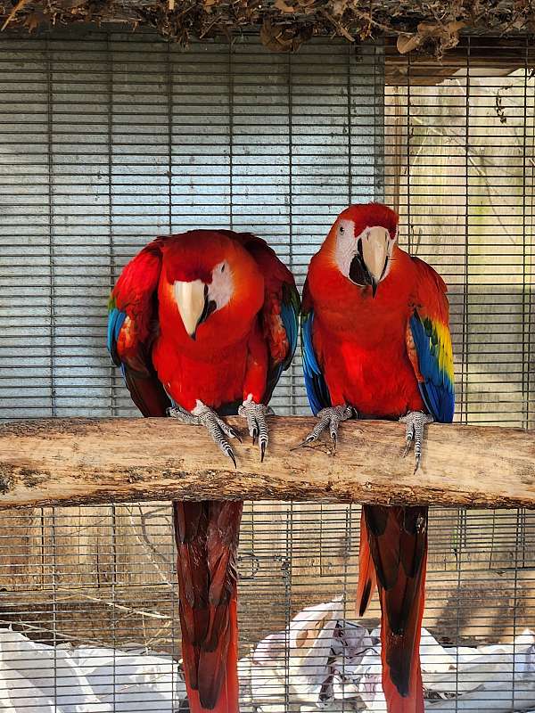 bonded-pair-exotic-macaw-for-sale