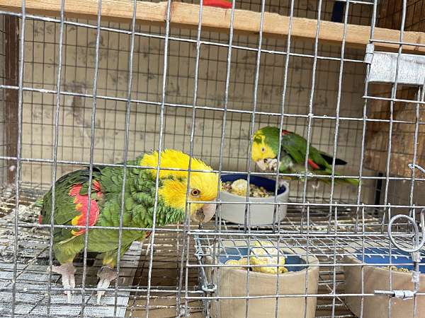 double-yellow-head-amazon-parrot-for-sale-in-missouri