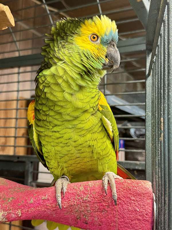 blue-front-amazon-parrot-for-sale-in-missouri