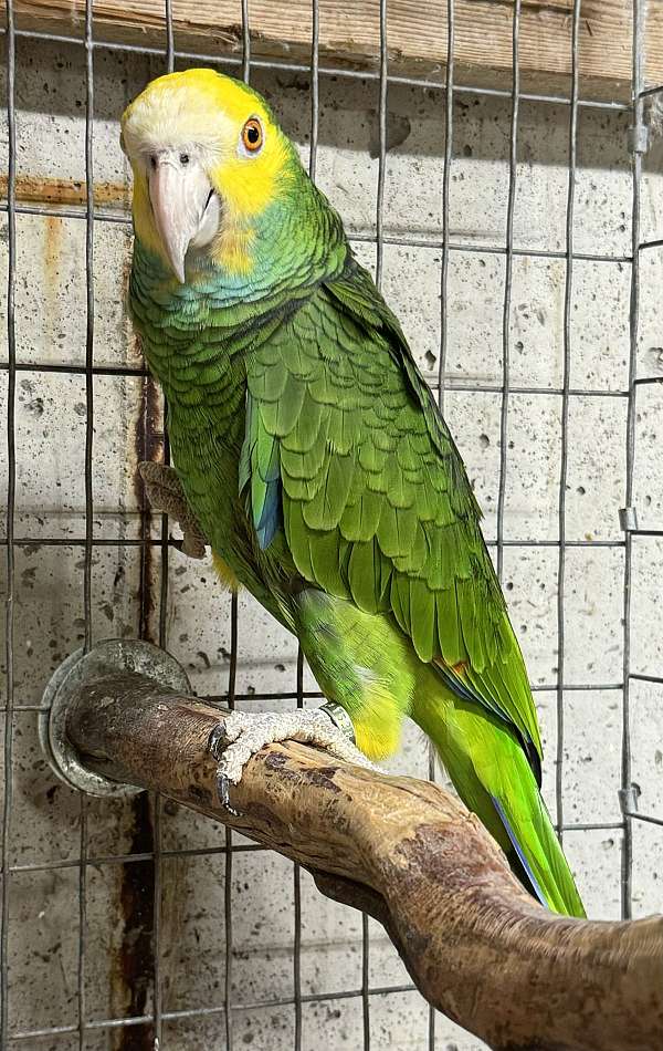 yellow-shoulder-amazon-parrot-for-sale-in-missouri