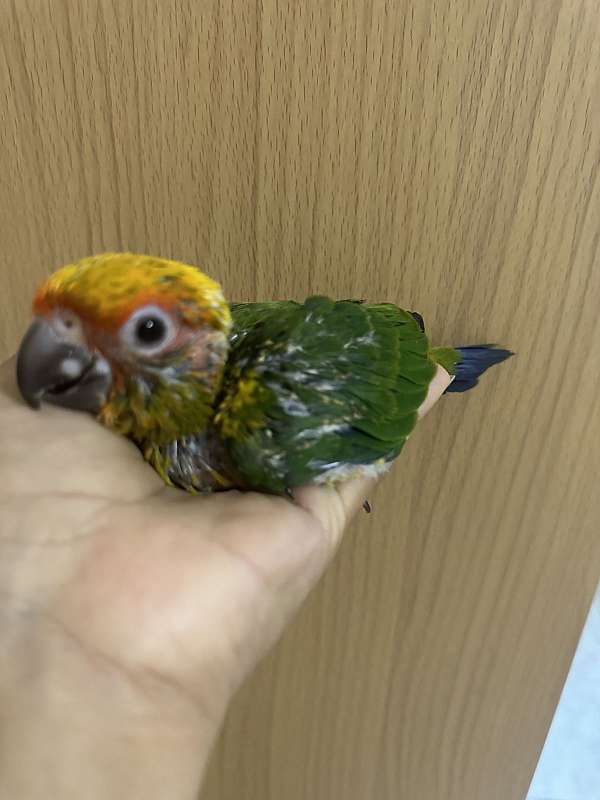 conure-sun-conure-for-sale-in-new-britain-ct