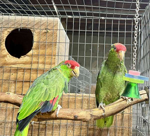 mexican-red-amazon-parrot-for-sale-in-missouri