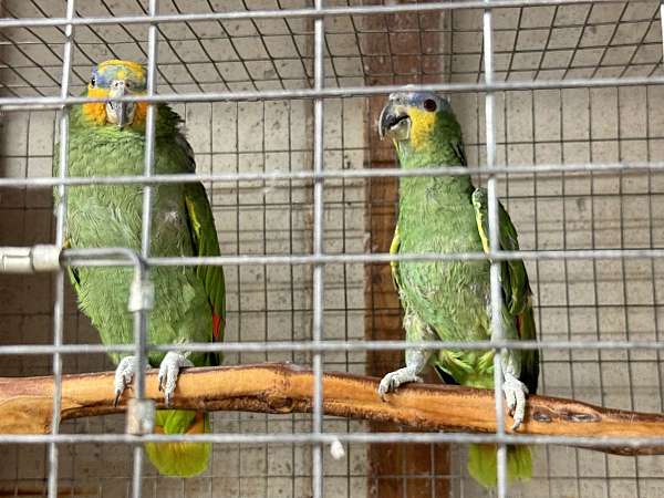 orange-winged-amazon-parrot-for-sale-in-missouri