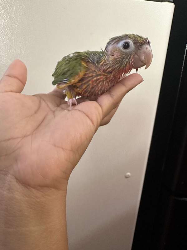 green-cheek-conure-for-sale