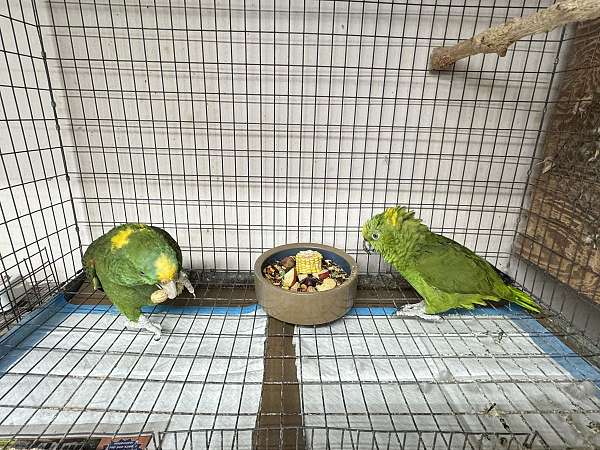 yellow-naped-amazon-parrot-for-sale-in-missouri