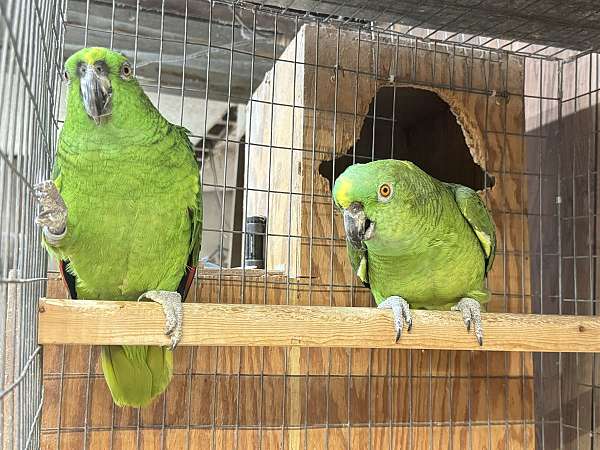 bird-parrot-eggs-in-missouri