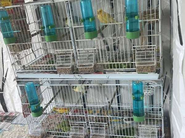 canary-for-sale