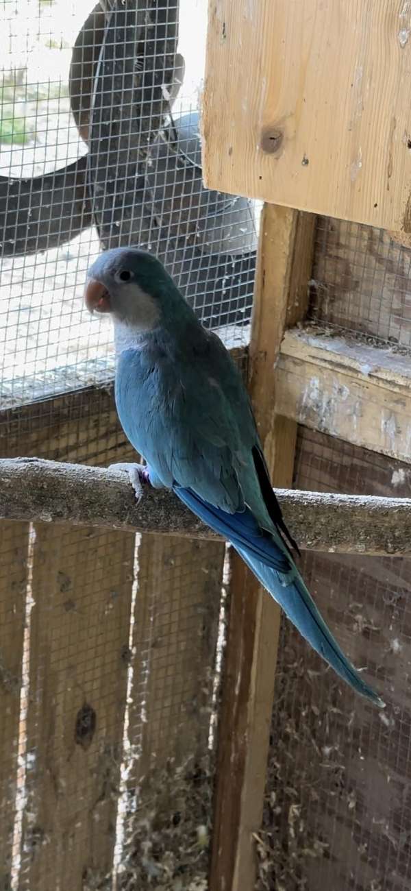 quaker-parrots-for-sale