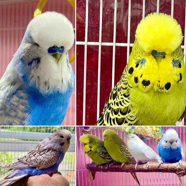 budgerigar-parakeet-for-sale