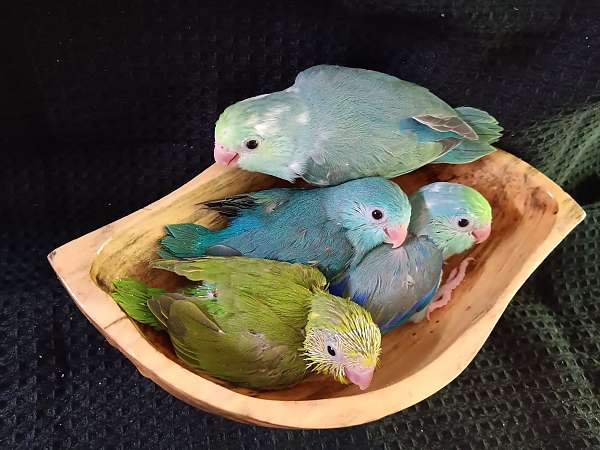 pacific-parrotlet-for-sale-in-braselton-ga