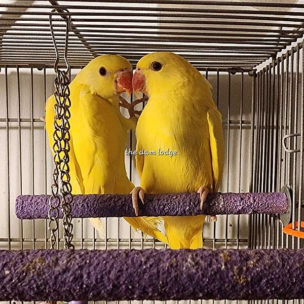 ringneck-parakeet-for-sale-in-greencastle-in