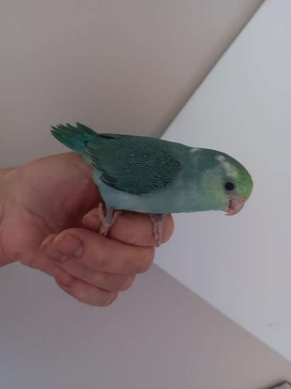 Parrotlet baby ready for adoption