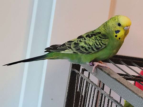 albino-bird-for-sale-in-lacey-wa