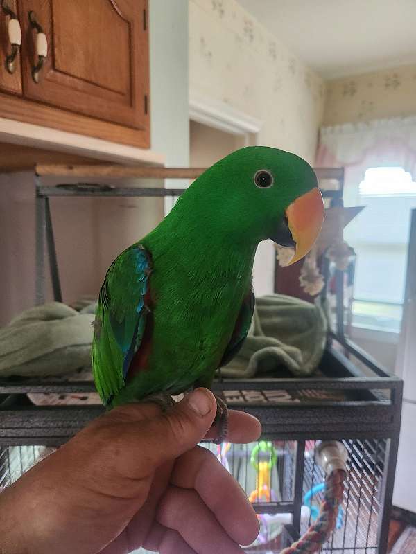 solomon-island-eclectus-parrots-for-sale