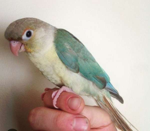 green-cheek-conure-for-sale-in-spring-grove-pa