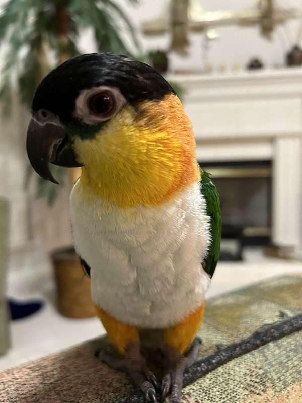 caique-for-sale