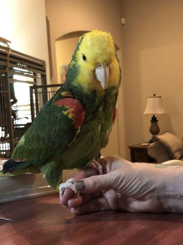 amazon-parrot-for-sale