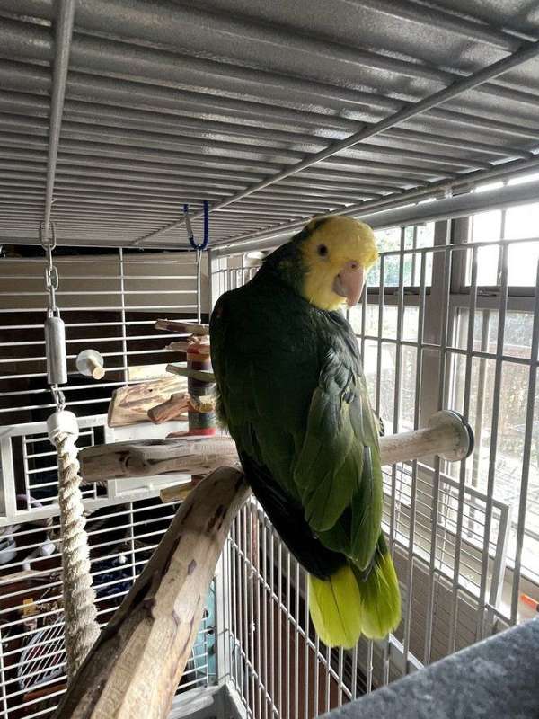 green-amazon-parrot-for-sale