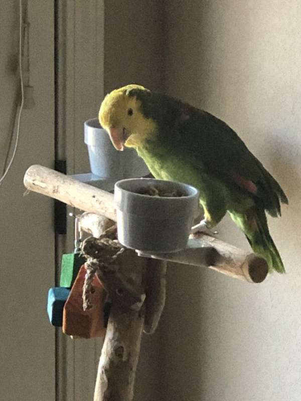 red-amazon-parrot-for-sale