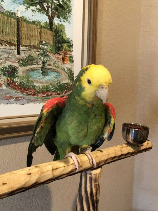 yellow-amazon-parrot-for-sale