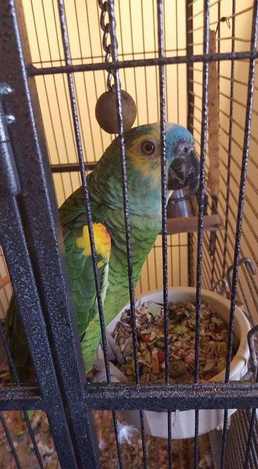 amazon-parrot-for-sale-in-oxford-mi