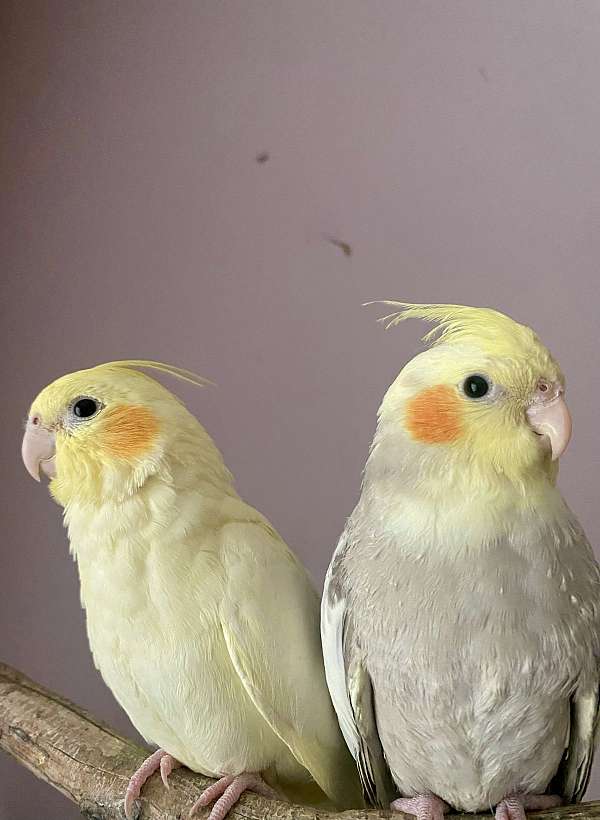 cockatiel-for-sale