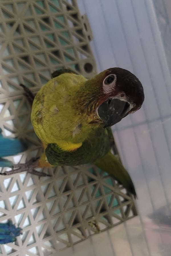 conure-for-sale