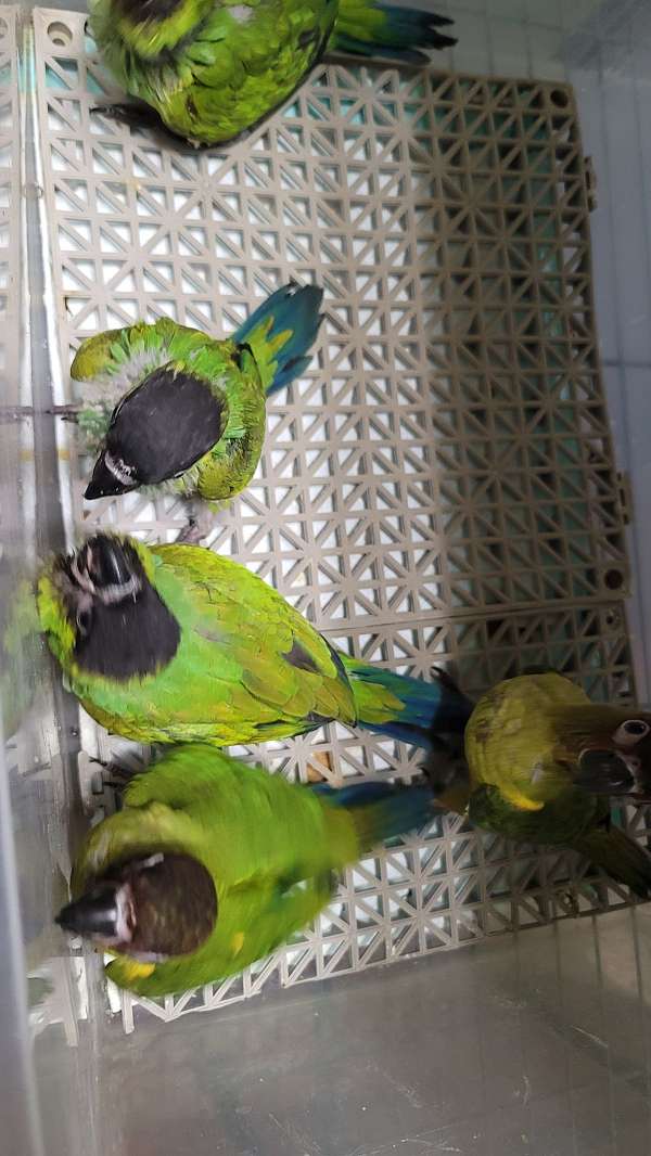 conure-for-sale-in-marion-sc