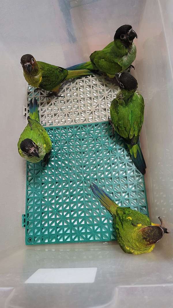 baby-conure-for-sale