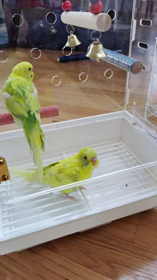 white-budgerigar-parakeet-for-sale