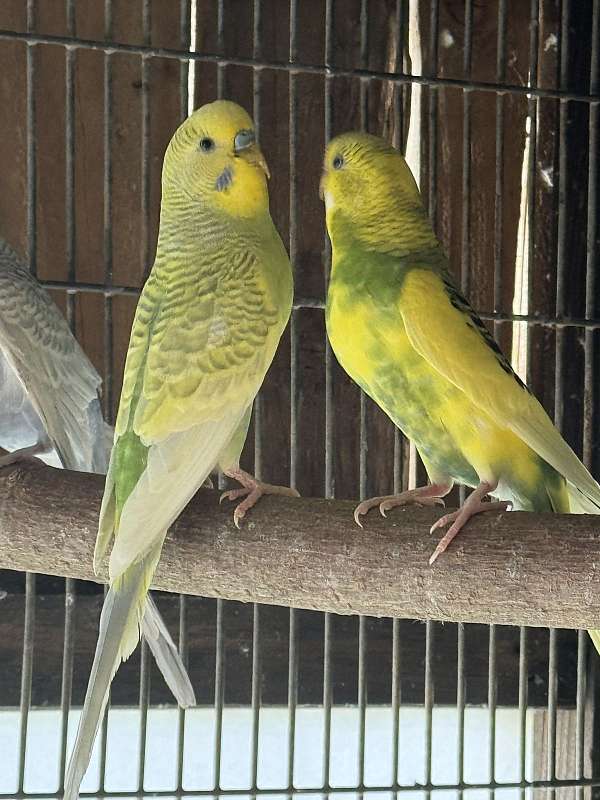 blue-yellow-bird-for-sale-in-monroe-nc