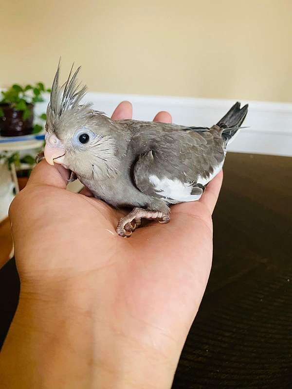 handfed-bird-for-sale-in-clarksburg-md