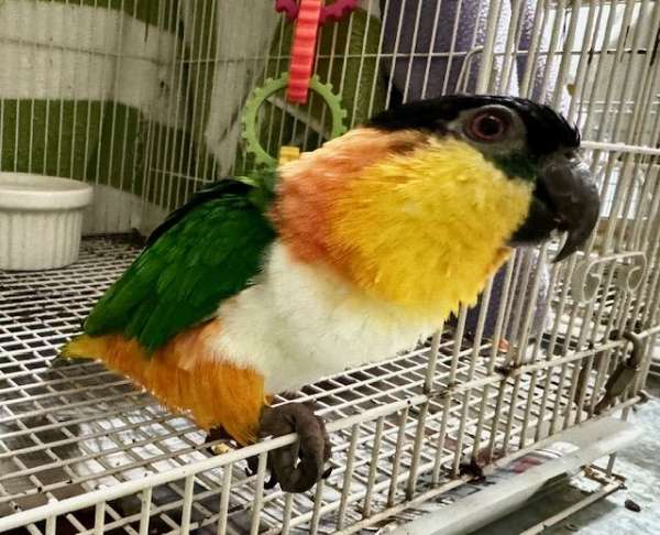 black-headed-caique-for-sale-in-holt-mo