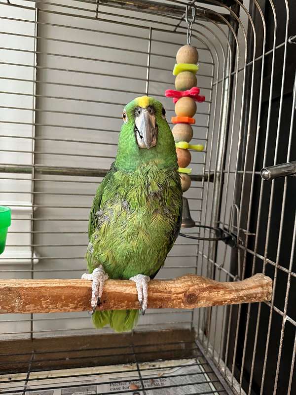 yellow-naped-amazon-parrot-for-sale-in-holt-mo