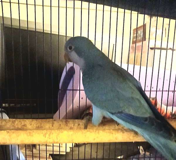 quaker-parrots-for-sale