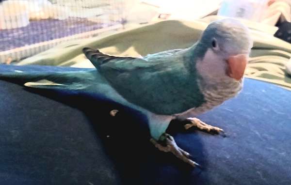 quaker-parrots-for-sale