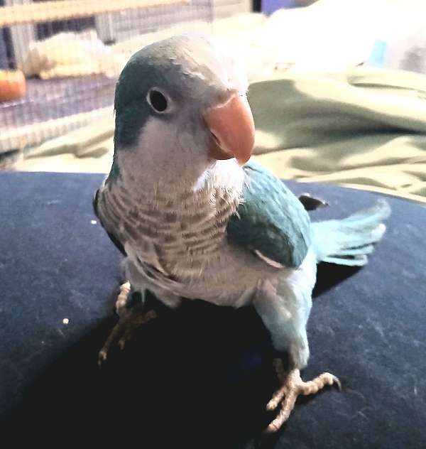 quaker-parrots-for-sale